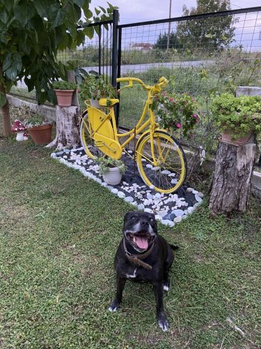 Dog friendly house